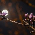 又是一个夜深人静的晚上，今天是中秋节