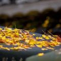 又是一年的秋天，一场秋雨一场寒