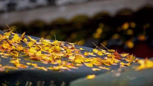 又是一年的秋天，一场秋雨一场寒