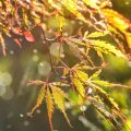 秋天的雨，如同一曲悠扬的诗篇，轻轻地诉说着大自然的韵律