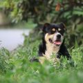 中华田园犬到新家以后晚上吵闹的情况