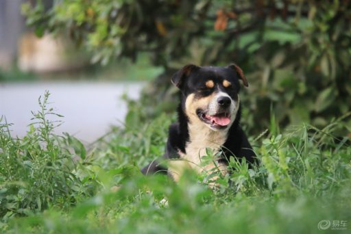 中华田园犬到新家以后晚上吵闹的情况
