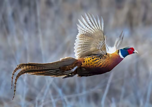 天黑就“失踪”的野鸡：藏在稻田里的生存智慧